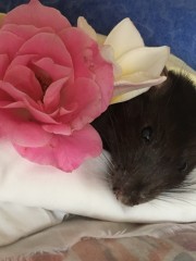 BellaBunnyRat