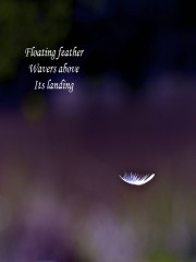 Floating Feather1